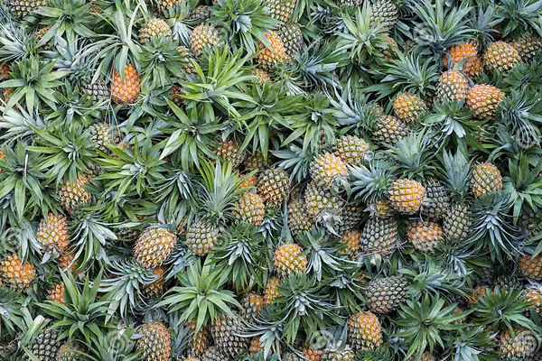 Biase LGA Fruit Exporters Seeking Global Markets